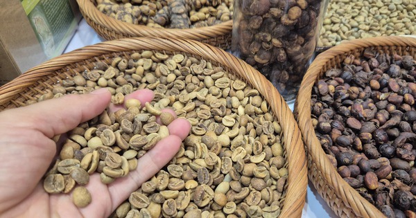 Giá cà phê hôm nay 9-9: Quay đầu tăng vọt