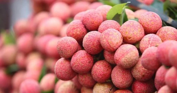 Xuất khẩu vải thiều thắng lớn