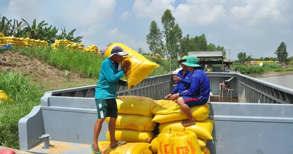 Thương nhân xuất khẩu gạo 'khát' vốn