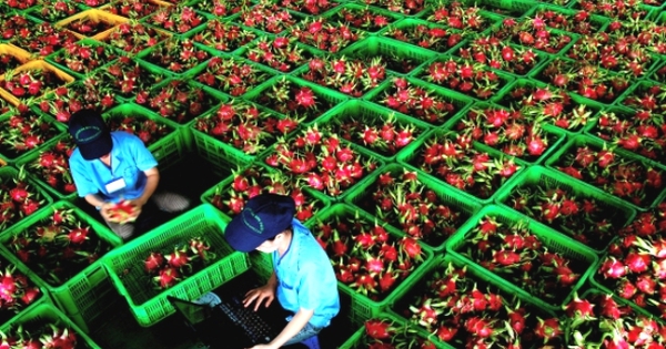 Việt Nam bán 1 loại quả thu hàng trăm triệu USD, vì sao "qua tay" Hàn, Nhật giá trị tăng 5-7 lần?