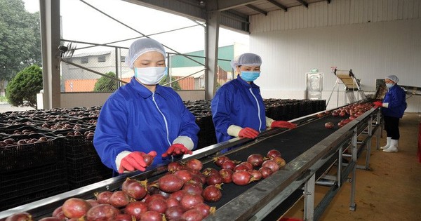 Một ngành hàng của Việt Nam công bố con số kỷ lục gần 1,3 tỷ USD, Trung Quốc có đóng góp lớn