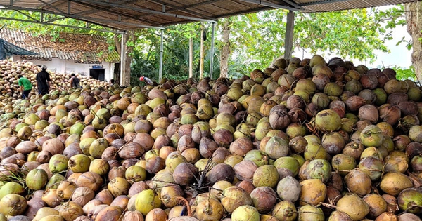 Dừa khô tăng giá kỷ lục