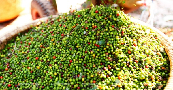 Giá tiêu hôm nay tiếp tục đi ngang, cao nhất 150.000 đồng/kg