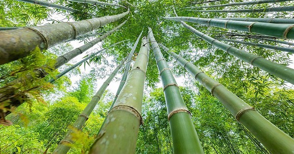 Xứ Thanh sở hữu loài cây “đổi đời” nông dân: “Mỏ vàng” giúp thu hàng chục tỷ/năm, xuất khẩu cả nước ngoài