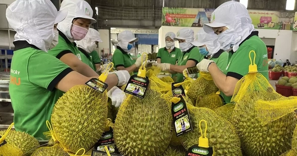 Kim ngạch xuất khẩu rau quả Việt Nam cao chưa từng có