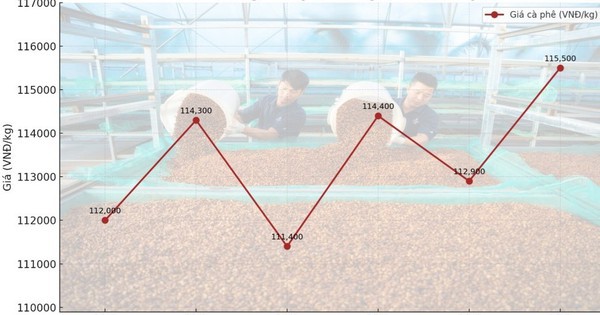 Giá cà phê hôm nay 28-9: Biến động dữ dội, kiểm soát thế nào?