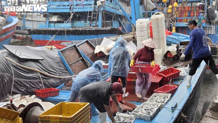 Tàu cá nối đuôi nhau cập bờ, ngư dân tất bật bán hải sản 'chạy bão' Bualoi - Ảnh 2