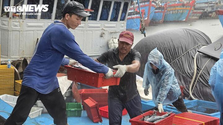 Tàu cá nối đuôi nhau cập bờ, ngư dân tất bật bán hải sản 'chạy bão' Bualoi - Ảnh 5