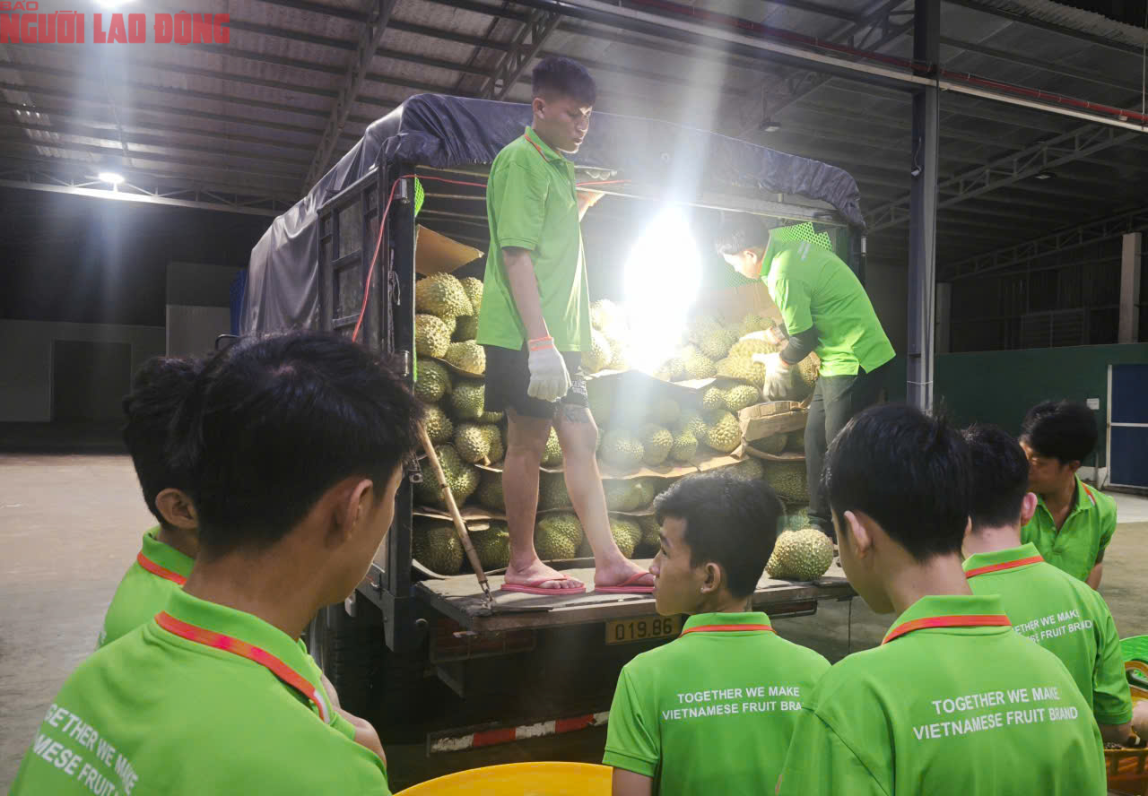 Các vựa sầu riêng thu mua xuyên lễ 2-9 - Ảnh 3