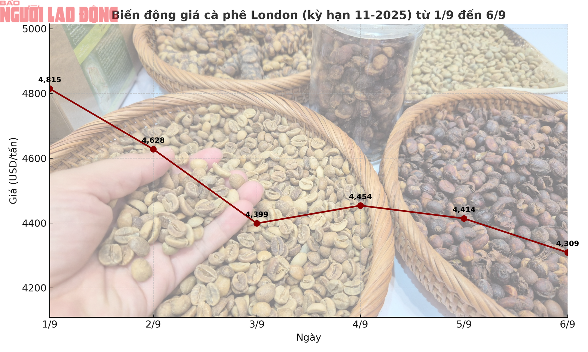 Giá cà phê hôm nay 6-9: Giảm 3 con số, tương lai thế nào? - Ảnh 1
