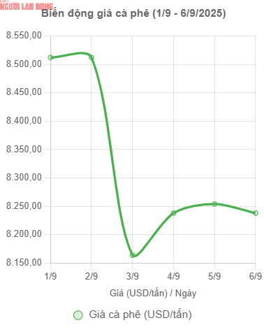 Giá cà phê hôm nay 6-9: Giảm 3 con số, tương lai thế nào? - Ảnh 2