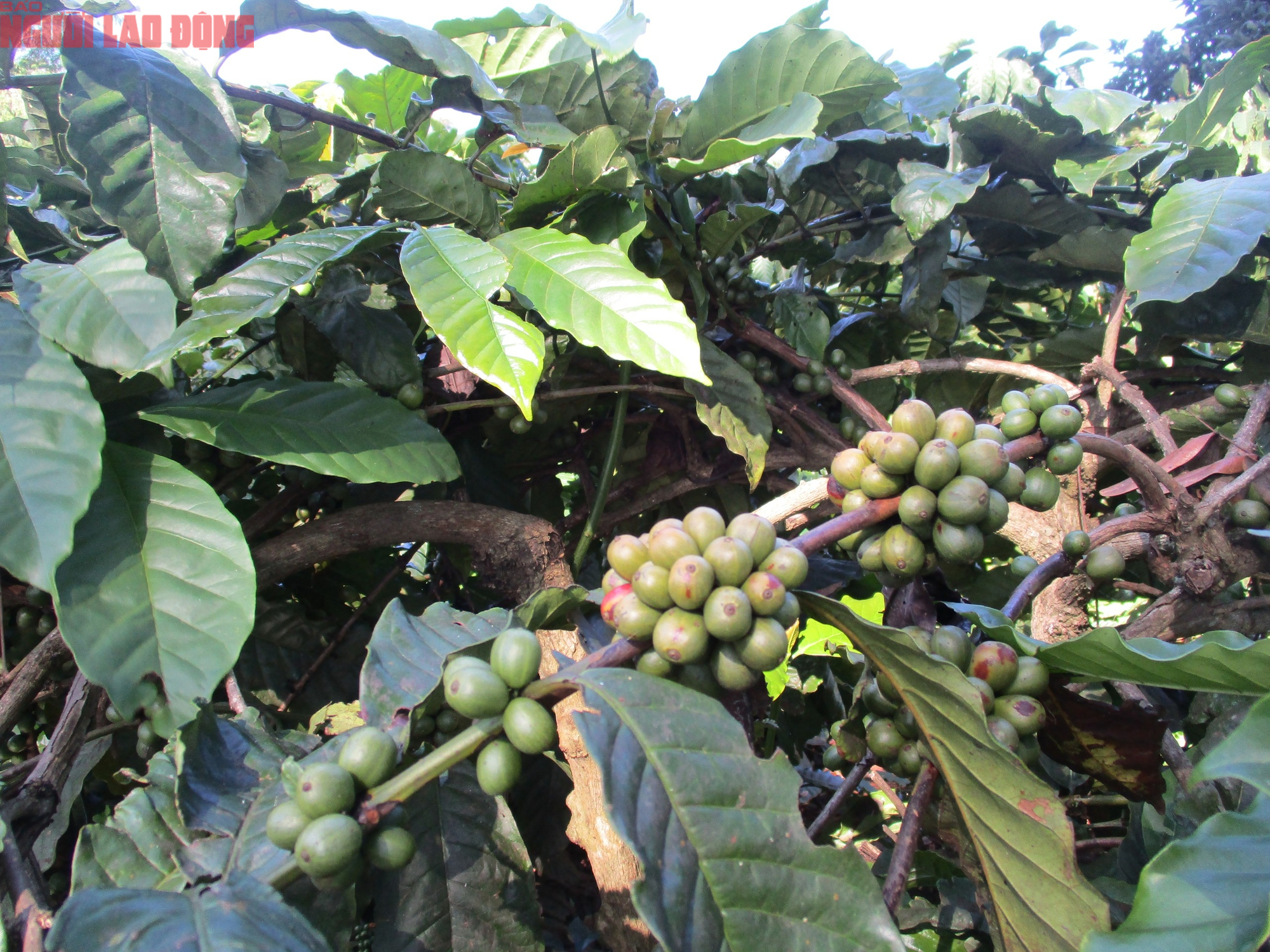 Giá cà phê hôm nay 6-9: Giảm 3 con số, tương lai thế nào? - Ảnh 3