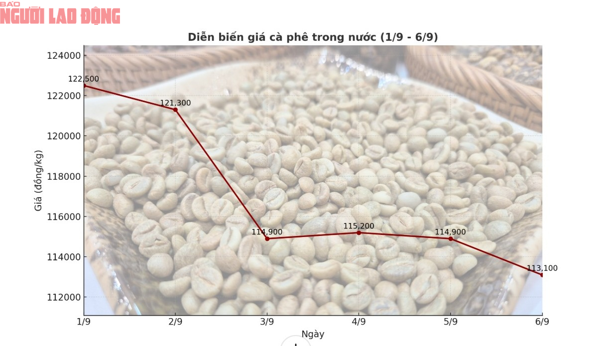 Giá cà phê hôm nay 7-9: Tuần buồn của người giữ cà phê - Ảnh 1