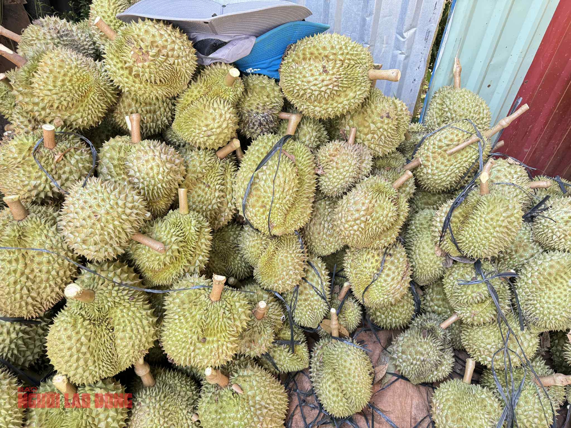 Sầu riêng sượng nước rớt giá mạnh, khắc phục được không? - Ảnh 1