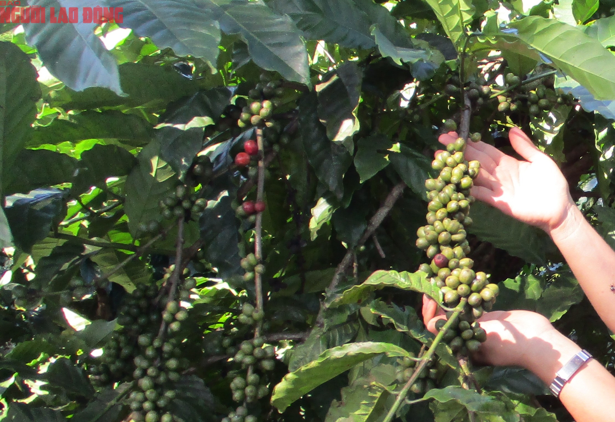 Giá cà phê hôm nay 15-9: Đầu tuần có tăng tiếp? - Ảnh 1