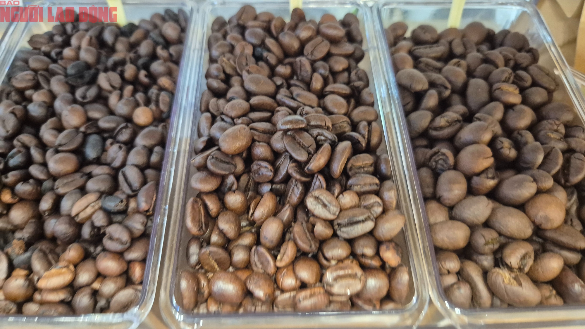 Giá cà phê hôm nay 16-9: Tăng như mơ - Ảnh 1