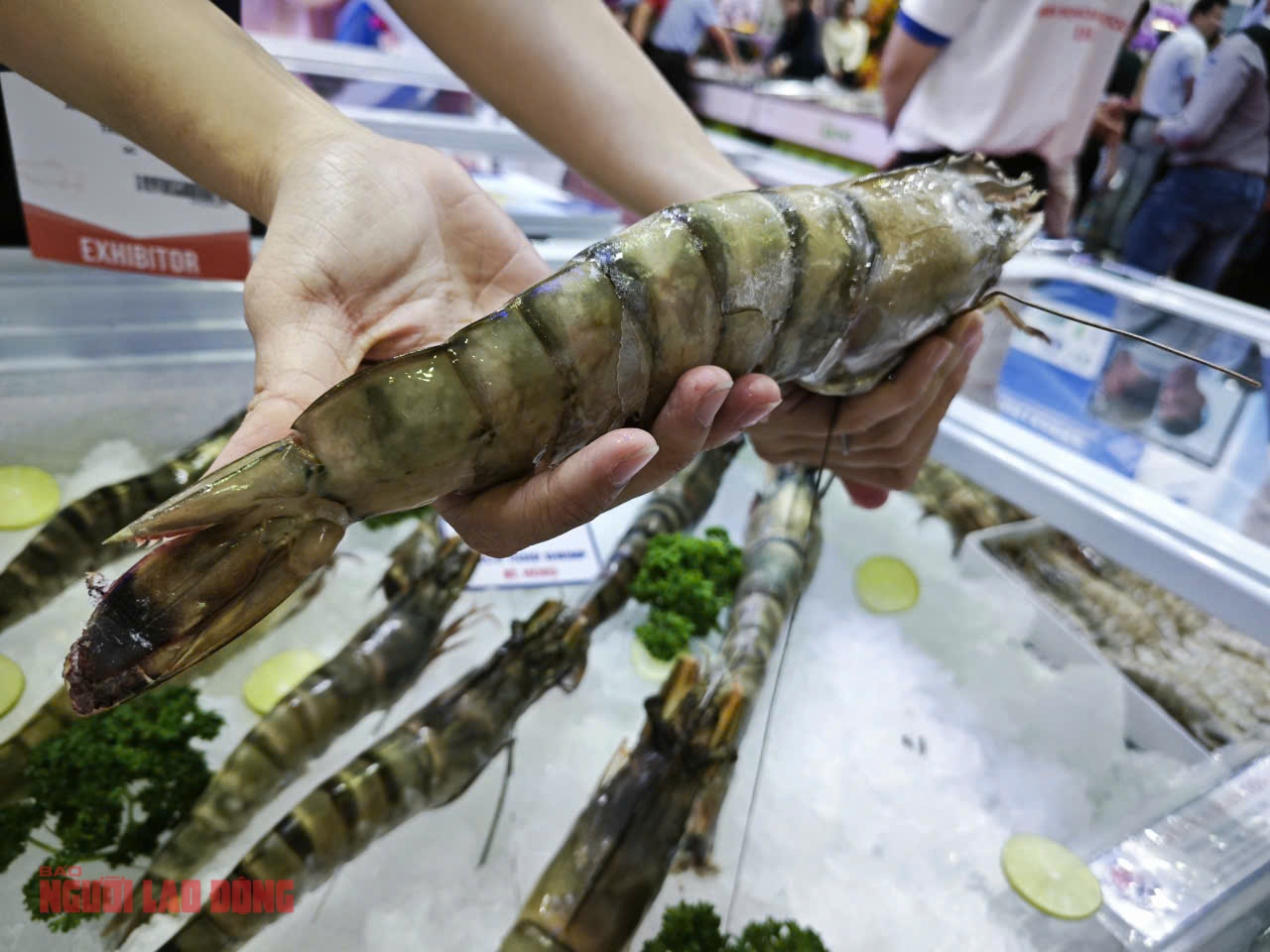 Trung Quốc ồ ạt mua tôm Việt, lần đầu soán vị trí nhập khẩu số 1 từ Mỹ - Ảnh 1
