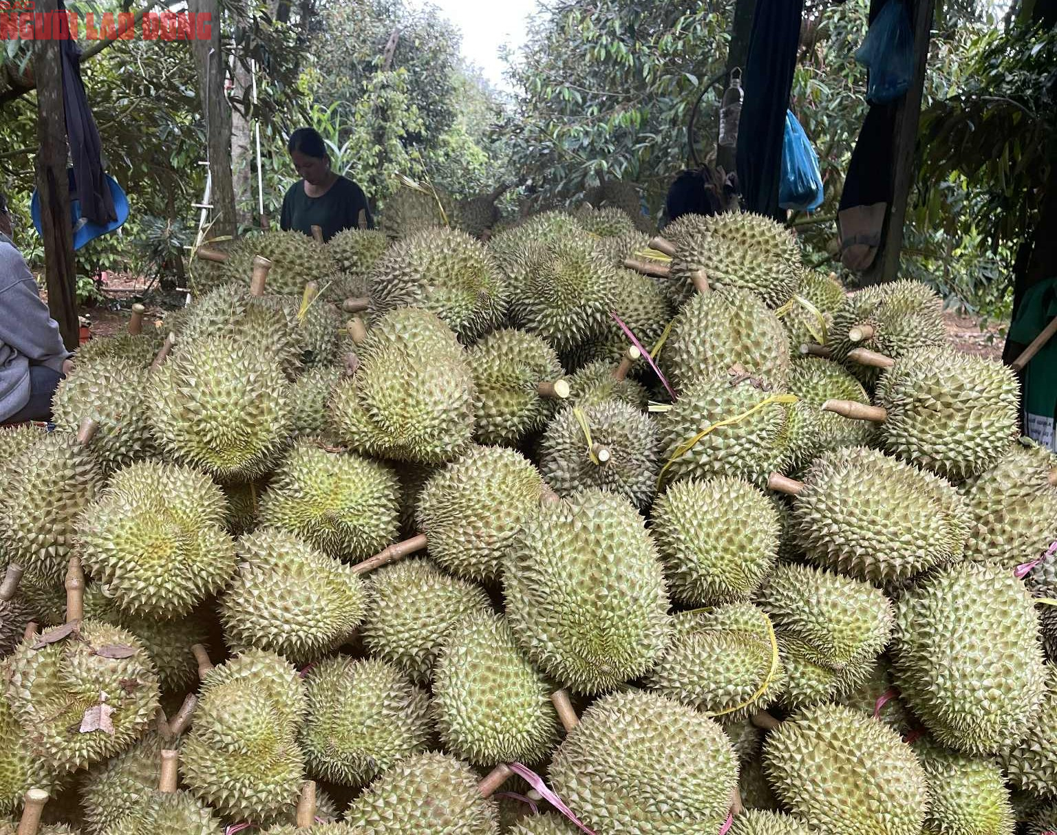 Giá "sầu riêng VIP" lên tới 115.000 đồng/kg, hàng lỗi chỉ 20.000 đồng - Ảnh 1