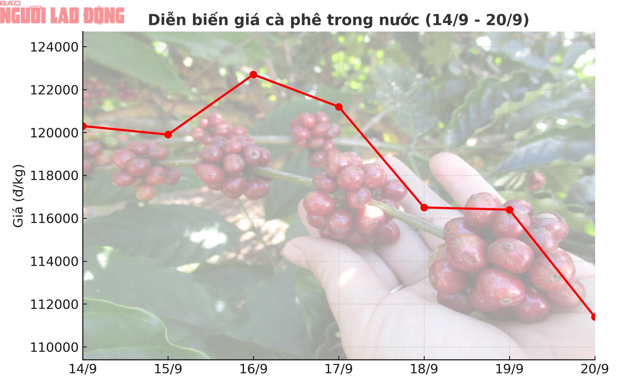 Giá cà phê hôm nay 21-9: Chạm đáy tuần, xuất khẩu cà phê sang Mỹ tăng đột biến - Ảnh 1