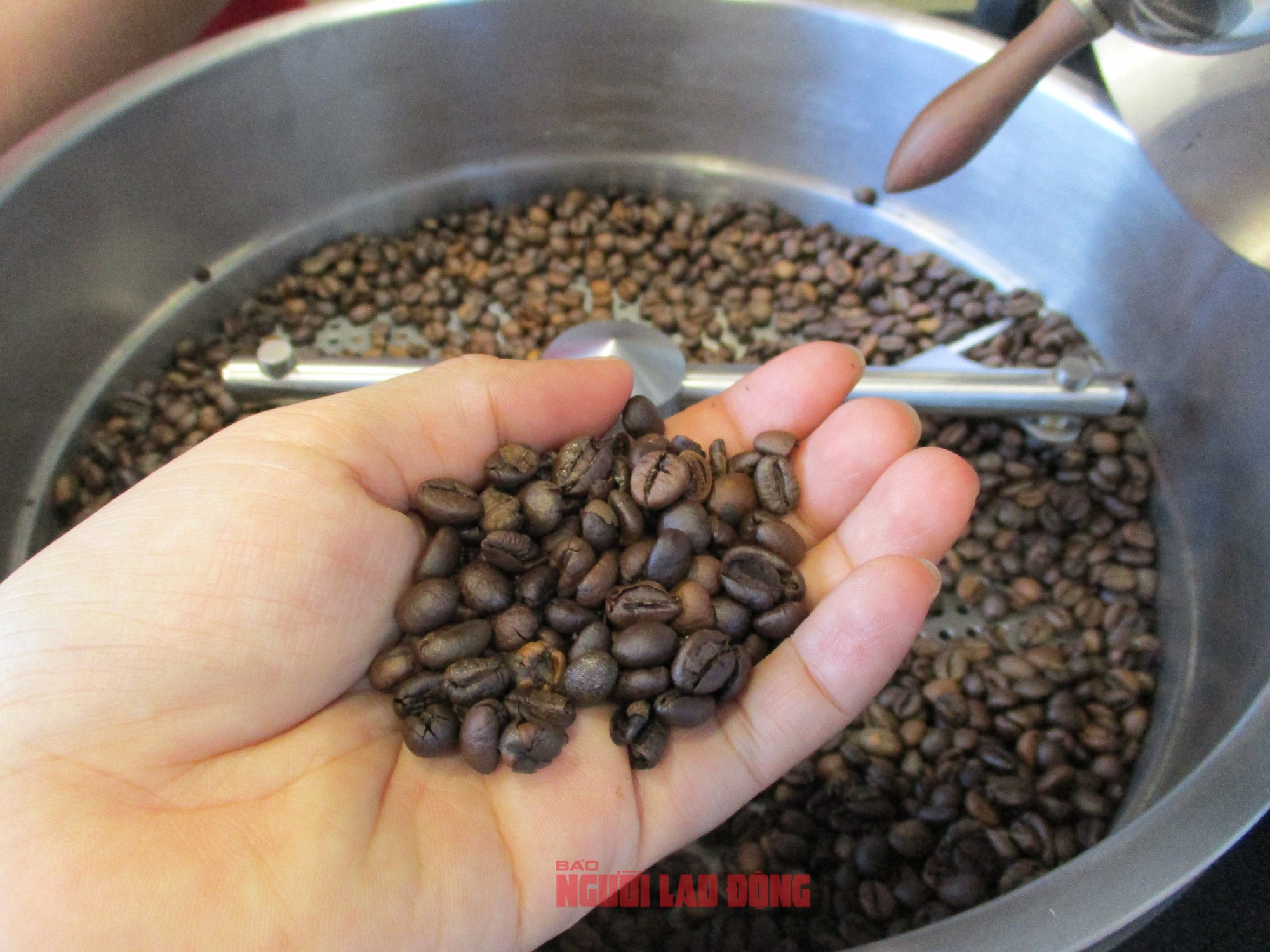 Giá cà phê hôm nay 23-9: Bật tăng 3 con số - Ảnh 1