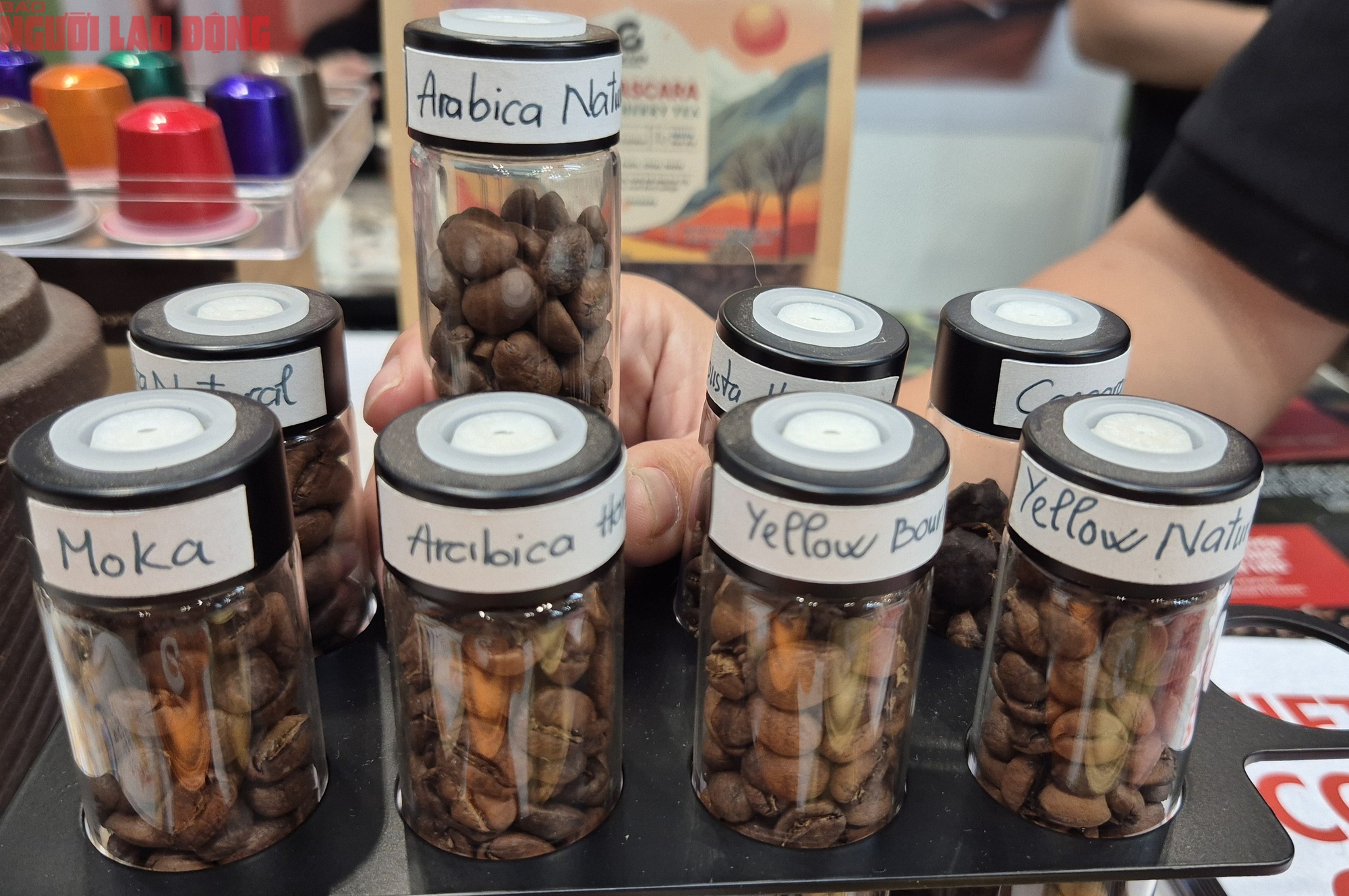 Giá cà phê hôm nay 24-9: Giảm rất mạnh - Ảnh 1