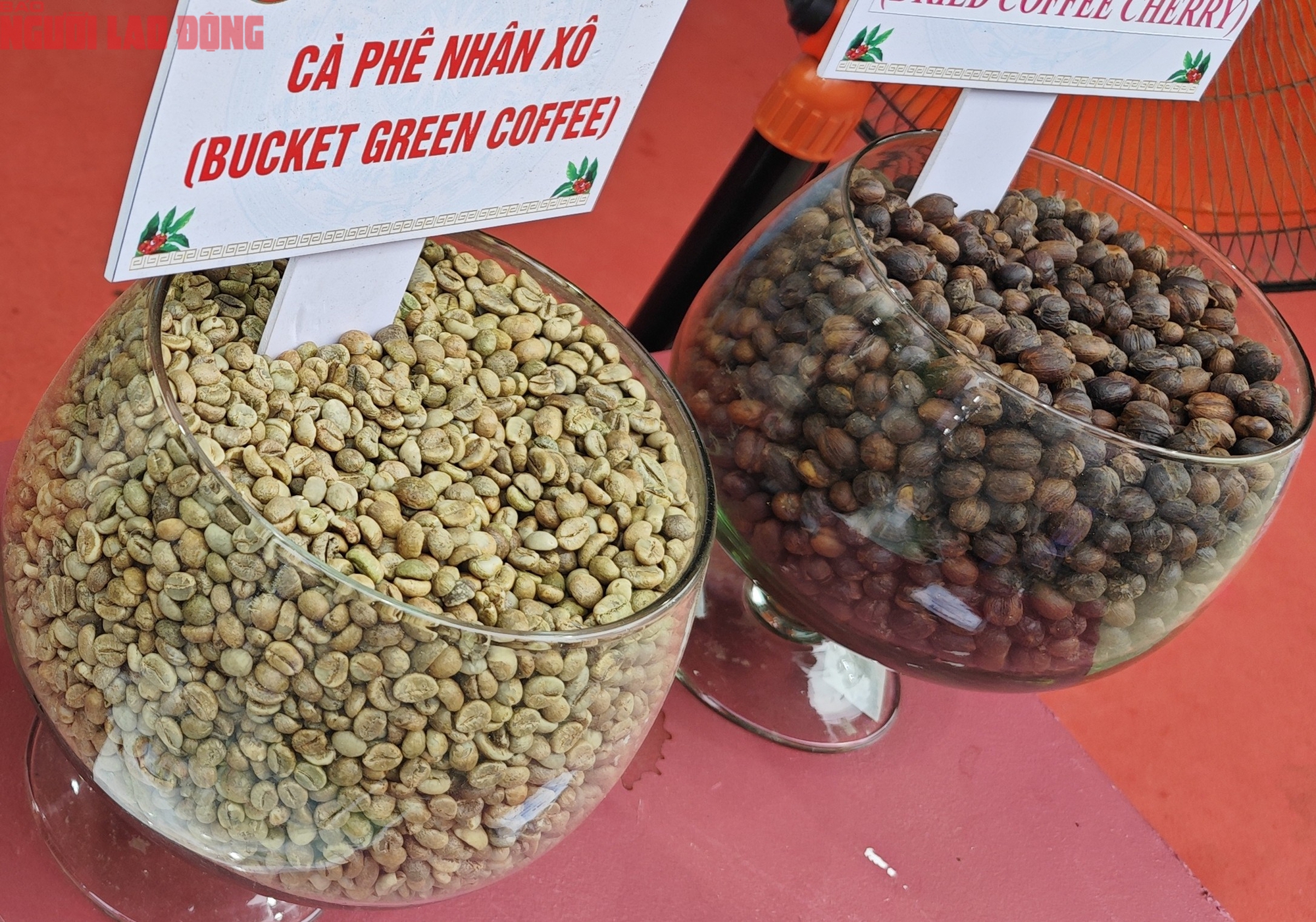 Giá cà phê hôm nay 25-9: Arabica, Robusta quay đầu tăng vọt - Ảnh 1
