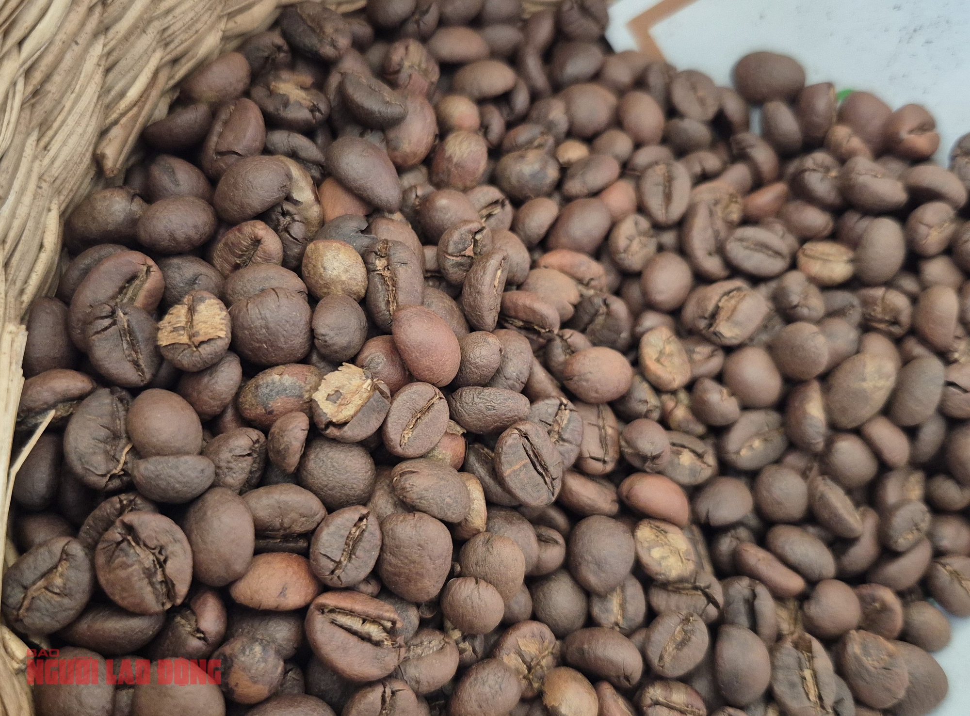 Giá cà phê hôm nay 29-9: Tuần mới giá đi về đâu? - Ảnh 1