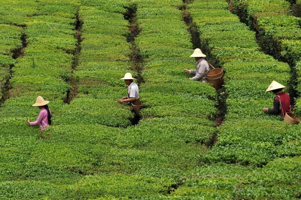Loại trà từng được coi là kênh đầu tư thay thế BĐS hay chứng khoán nay chứng kiến giá lao dốc hơn 80%: Cuộc khủng hoảng bong bóng xa xỉ tại Trung Quốc - Ảnh 3
