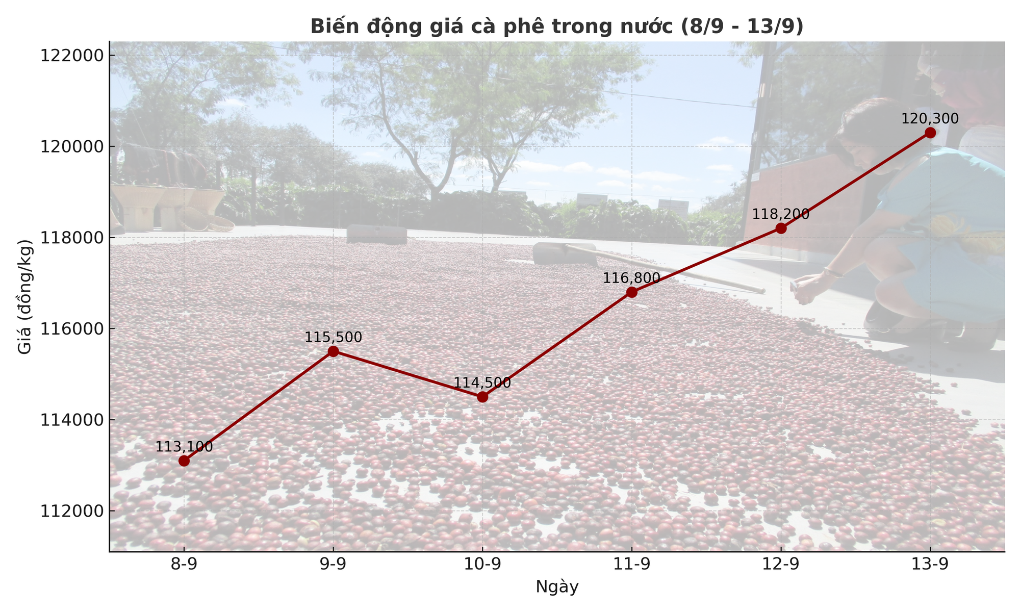 Giá cà phê hôm nay 14-9: Chốt tuần tăng, nhà vườn xả kho chuẩn bị vụ mới - Ảnh 1
