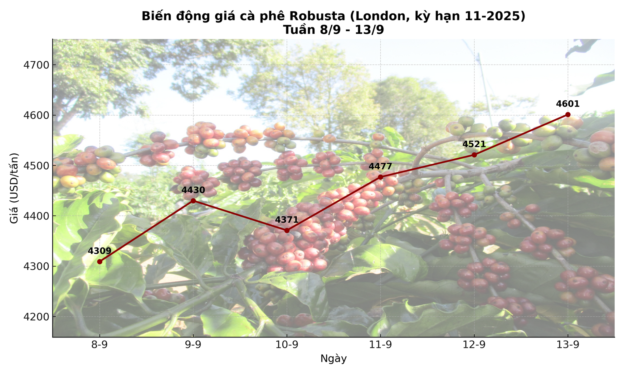 Giá cà phê hôm nay 14-9: Chốt tuần tăng, nhà vườn xả kho chuẩn bị vụ mới - Ảnh 2