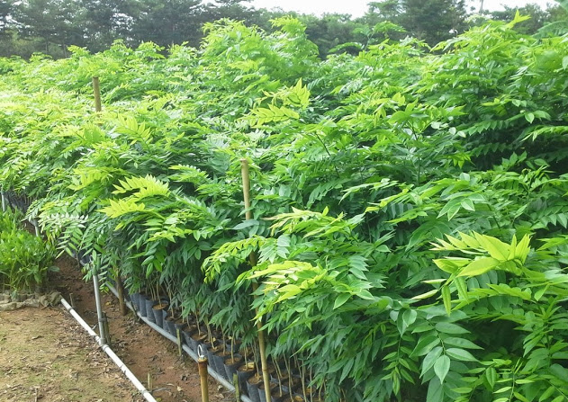 Việt Nam sở hữu “kho báu lộ thiên”, từng được trả giá hơn 1 triệu USD - Ảnh 1