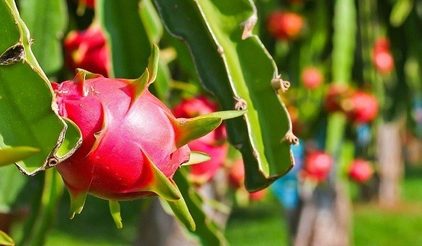 Đằng sau việc thanh long Việt Nam phụ thuộc một thị trường - Ảnh 1