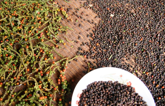 Giá tiêu ngày 1/9 bình ổn, nguồn cung tiếp tục gặp áp lực - Ảnh 1