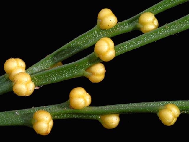 Loài cây quý hiếm bậc nhất thế giới, chỉ nở hoa 1 lần duy nhất rồi "tự tử" - Ảnh 2