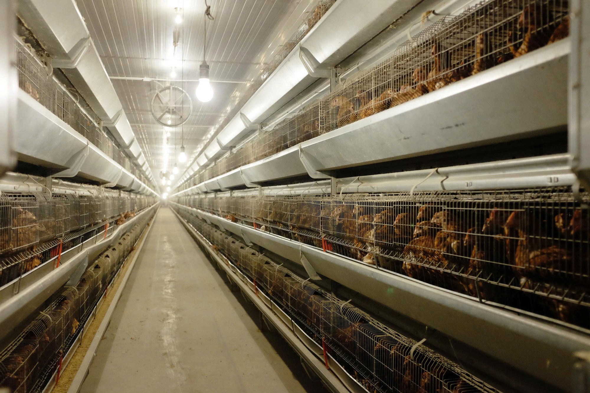 Bùng nổ IPO sau nhiều năm lặng sóng - Ảnh 1