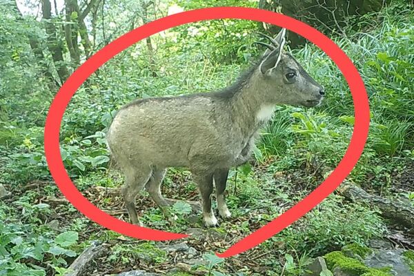 Loài động vật quý hiếm chưa từng thấy trước nay vừa xuất hiện, cả thành phố phải thay đổi kế hoạch - Ảnh 2