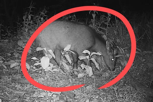 Loài động vật quý hiếm chưa từng thấy trước nay vừa xuất hiện, cả thành phố phải thay đổi kế hoạch - Ảnh 1