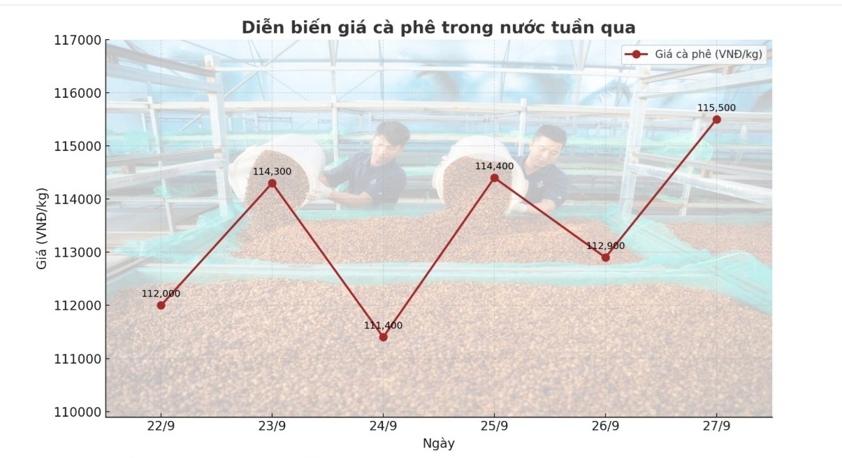 Giá cà phê hôm nay 28-9: Biến động dữ dội, kiểm soát thế nào? - Ảnh 1