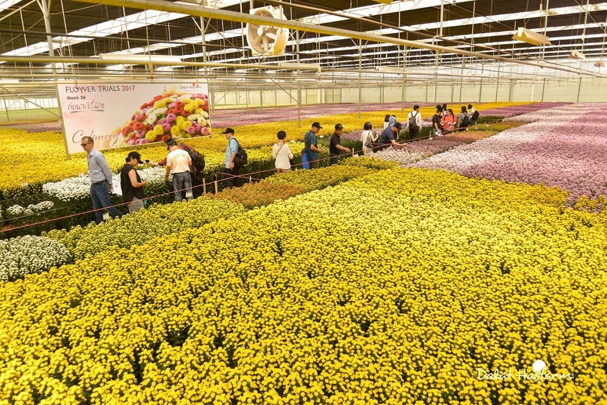 Công ty hoa tươi lớn nhất Việt Nam chi 270 triệu AUD thâu tóm công ty niêm yết tại Úc, trở thành một trong những DN hoa lớn nhất thế giới - Ảnh 1