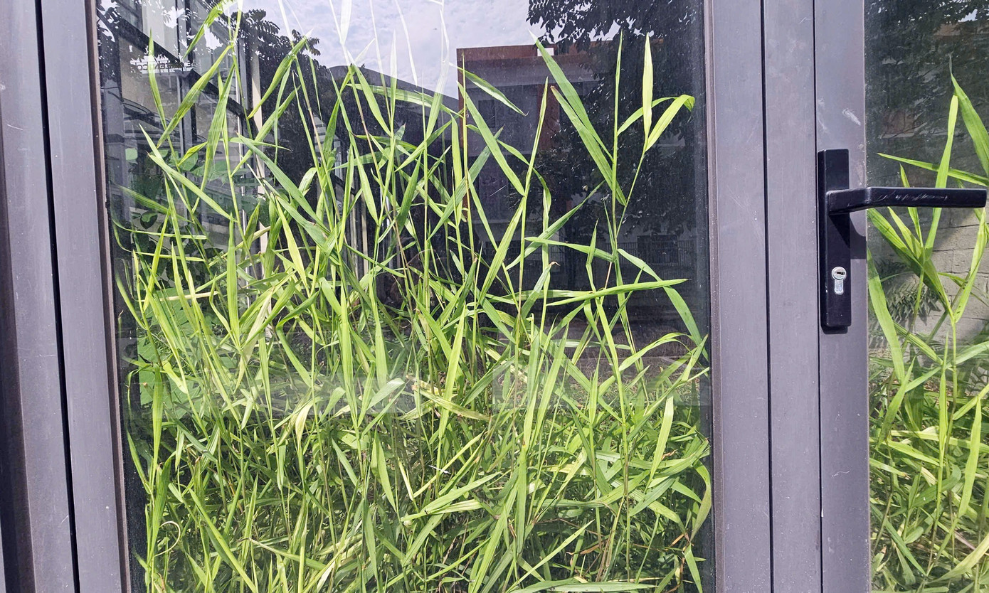 Chủ đầu tư 'đau đầu' với khu biệt thự, liền kề triệu đô bỏ hoang, cỏ dại mọc um tùm giữa Thủ đô - Ảnh 12