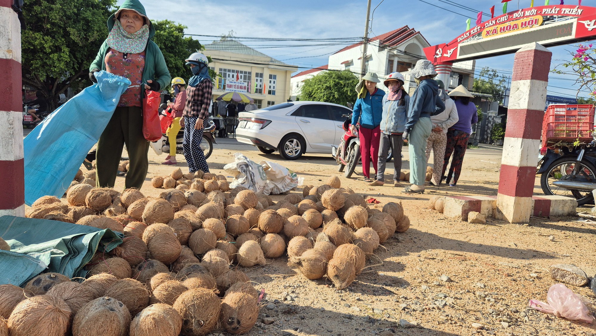 Nông dân trồng dừa trúng lớn - Ảnh 1