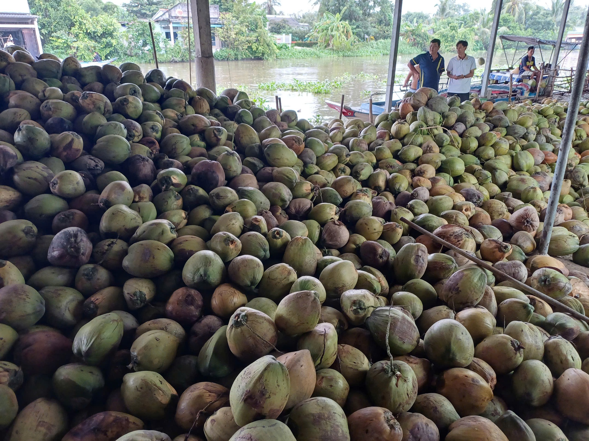Dừa khô Thái Lan giá rẻ tìm đường đổ bộ sang Việt Nam - Ảnh 1
