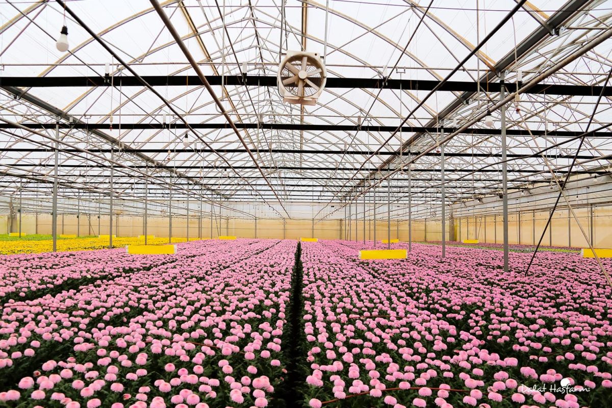 Công ty Đà Lạt chi 4.600 tỷ đồng 'nuốt chửng' tập đoàn hoa tươi 100 năm tuổi của Úc: Di sản của người đàn ông Hà Lan biến 700.000 USD thành DN 500 triệu USD - Ảnh 4