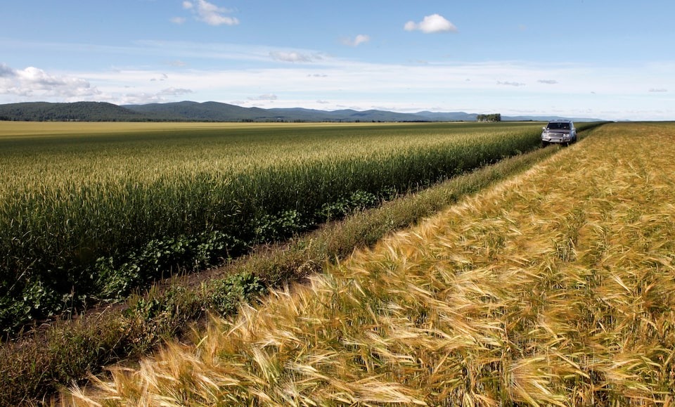 Chuyện thật như đùa: Nga đem lúa mì đổi lấy ô tô Trung Quốc để 'lách' trừng phạt thanh toán từ Mỹ, EU - Ảnh 2
