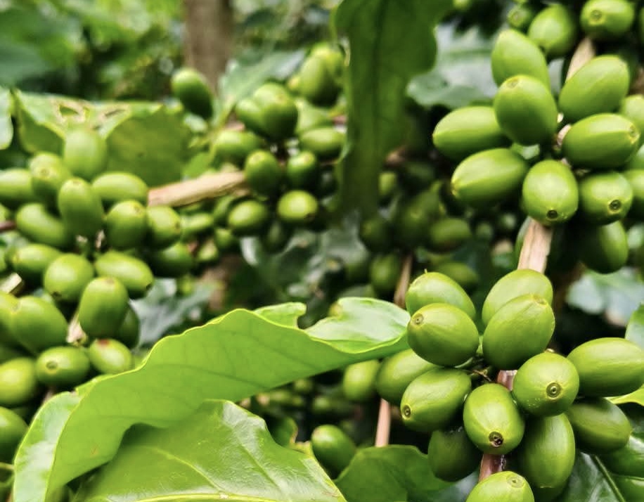 Giá cà phê hôm nay 11-9: Tăng mạnh và lợi thế mới của cà phê Việt - Ảnh 1