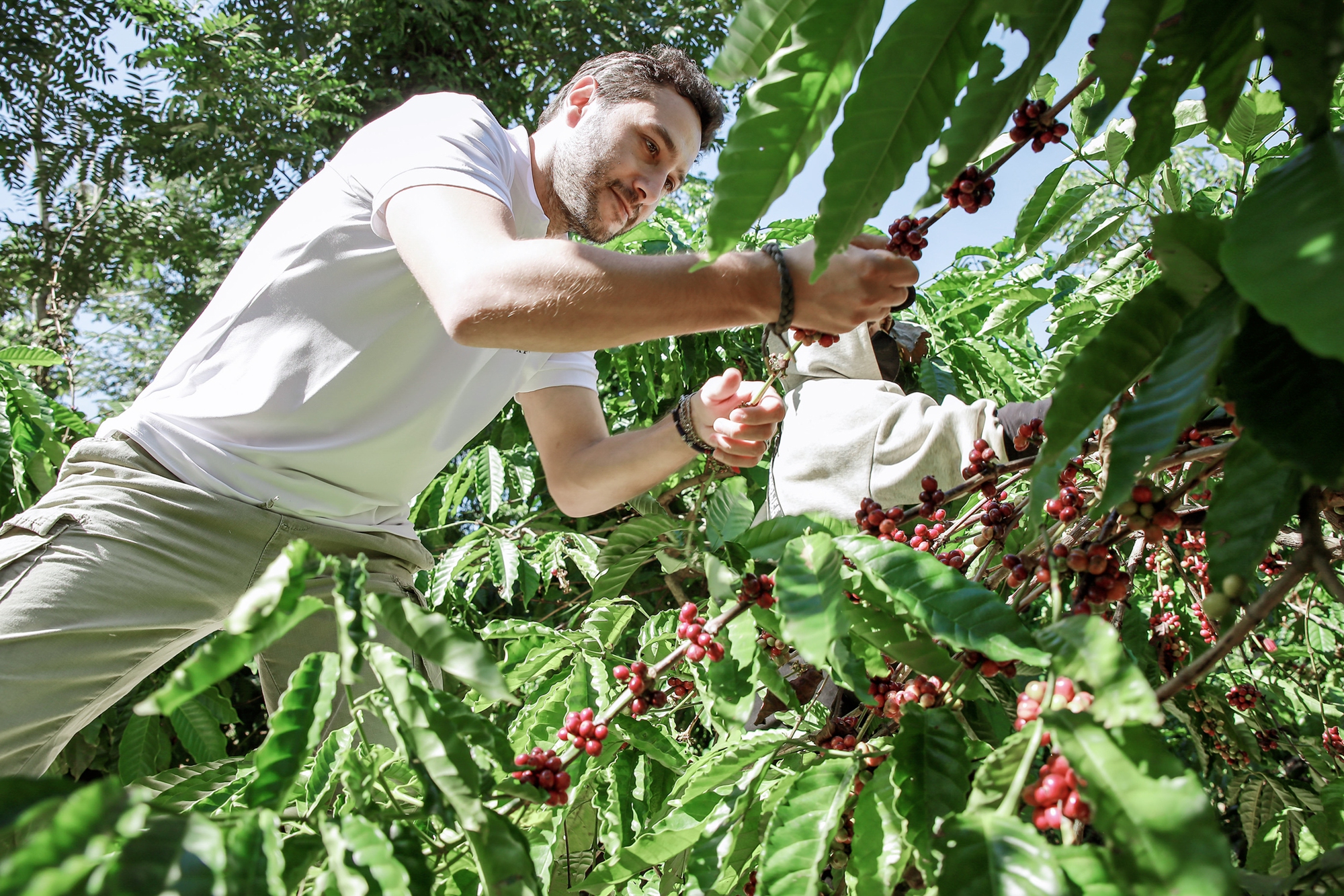 Giá cà phê hôm nay 30-9: Giảm nhẹ, mùa thu hoạch bắt đầu - Ảnh 1