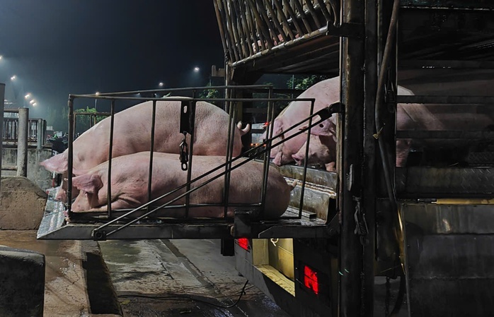 Giá heo hơi nhích tăng, chợ buôn hết lo ế - Ảnh 1