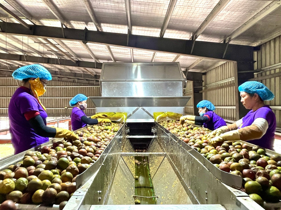 Từ phụ phẩm bỏ đi thành “mỏ vàng tím” đầy tiềm năng: Chỉ tận dụng 10% cũng có thể kiếm hàng chục triệu đô - Ảnh 1