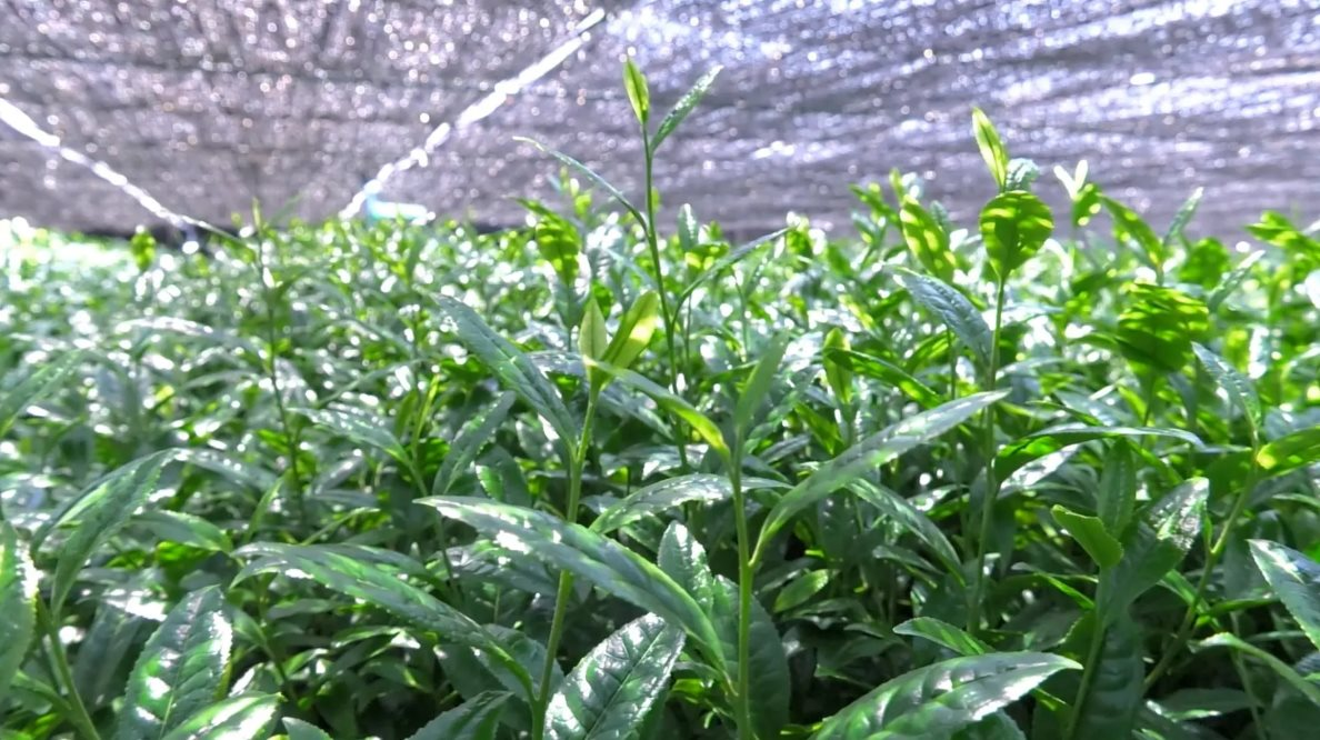 Nhật Bản sở hữu ‘kho báu xanh’ gây sốt toàn cầu: Giá tăng cấp số nhân, xuất khẩu tăng 4 lần, giới sành ăn săn lùng từng gram nhưng ‘không có mà mua’ - Ảnh 2