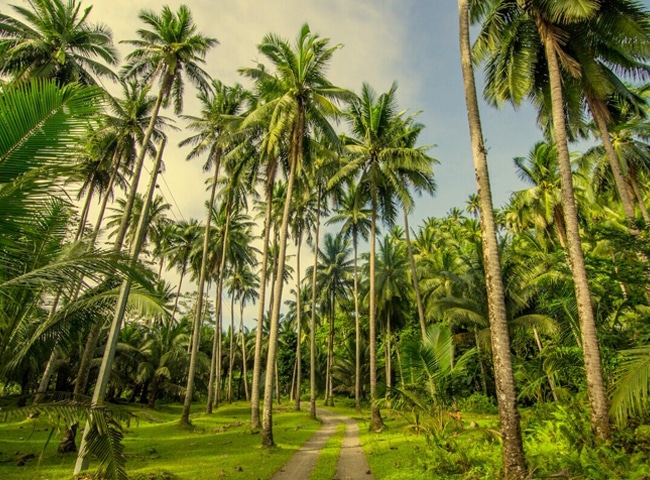 Sản vật tỷ USD của Việt Nam lọt Top 5 thế giới: Cách mặt đất 3-25m, chứa "nước thần" cực bổ - Ảnh 2